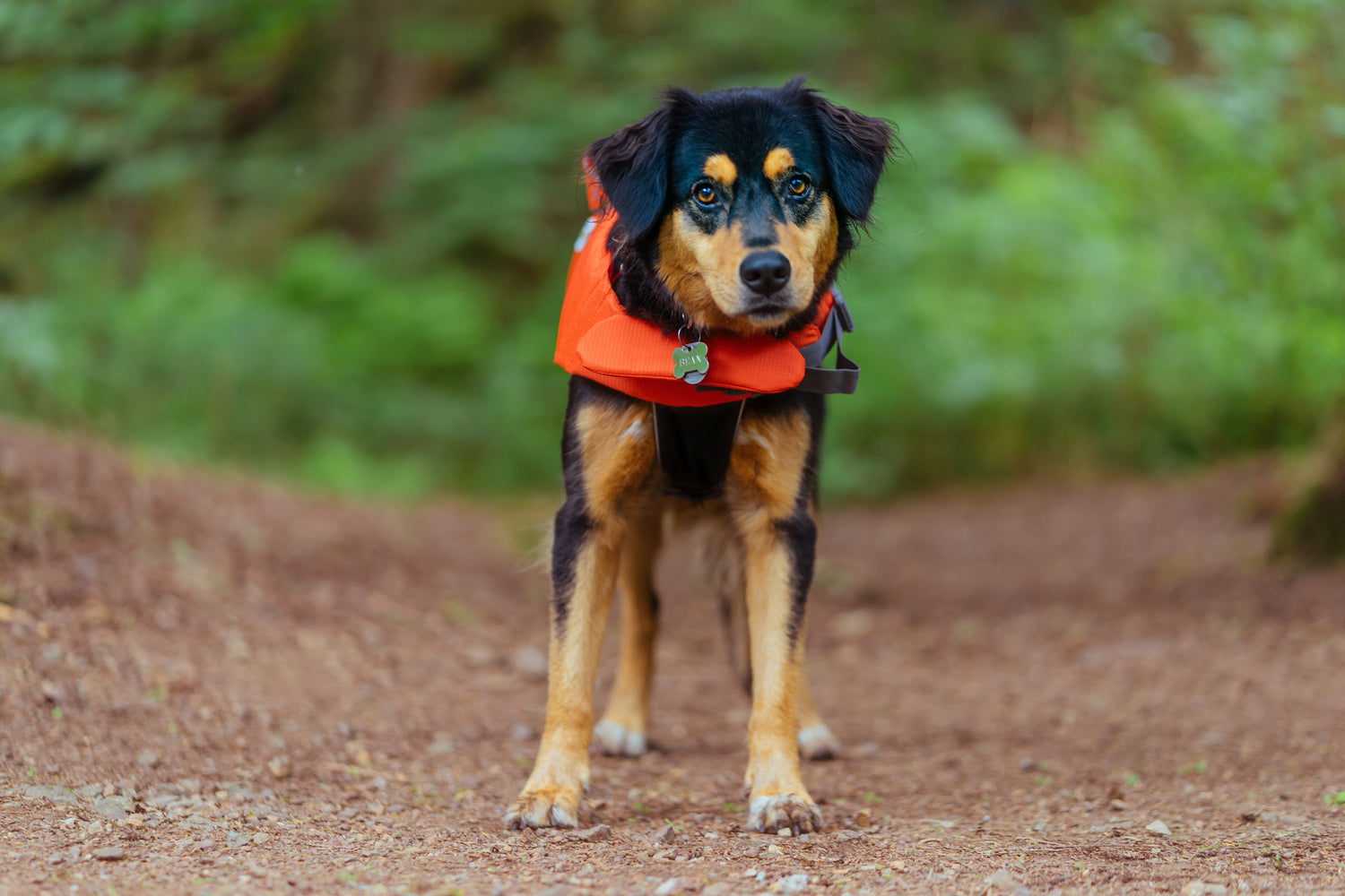 Pet Products