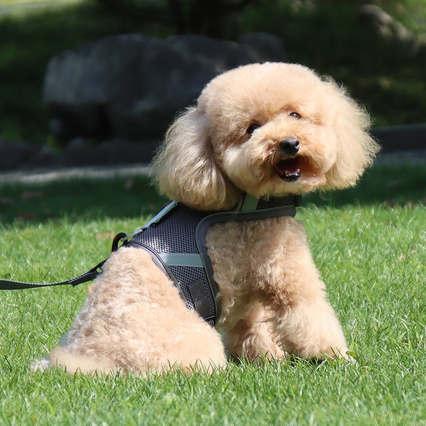 Dog Harness Dog Leash Reflective and Padded Harness with Handle for Small Medium Large Dogs Cats Rabbits